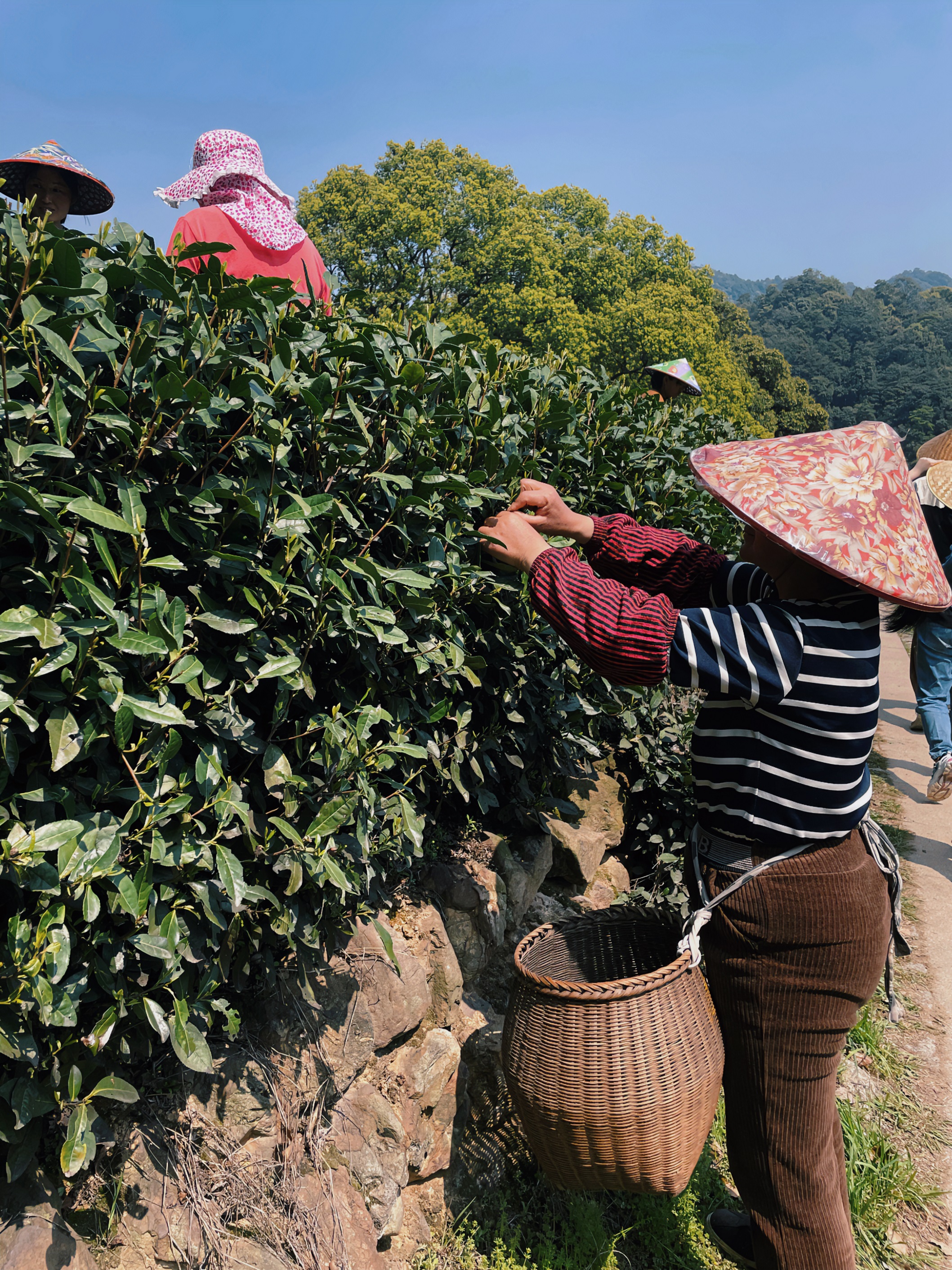 华亿(中国)一站式服务平台国贸六部联合举办“以茶之名”茶酒文化交流活动